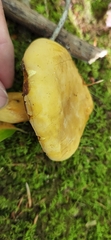 Boletus auripes