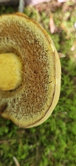 Boletus auripes