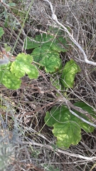 Pelargonium lobatum