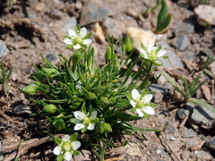 Sagina saginoides