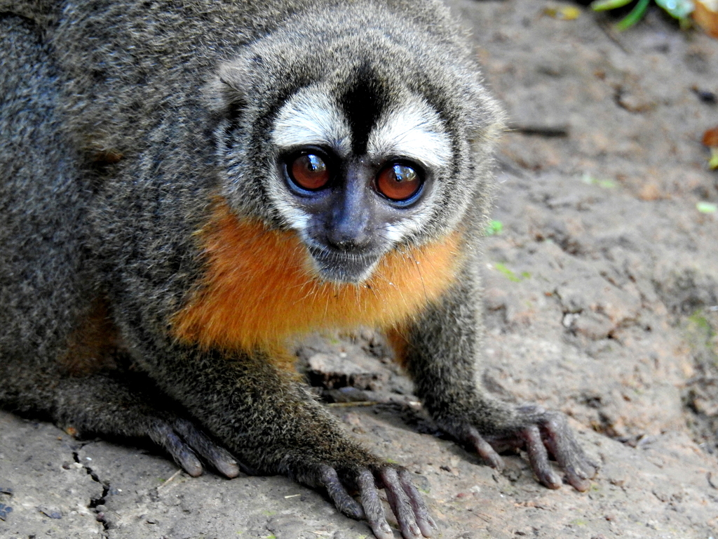 Black-Headed Night Monkey
