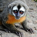 Black-headed Night Monkey - Photo (c) KENNEDY BORGES, some rights reserved (CC BY-NC), uploaded by KENNEDY BORGES