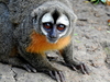 Black-headed Night Monkey - Photo (c) KENNEDY BORGES, some rights reserved (CC BY-NC), uploaded by KENNEDY BORGES