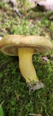 Boletus auripes