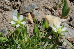 Sagina saginoides
