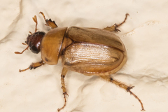 Cyclocephala longula