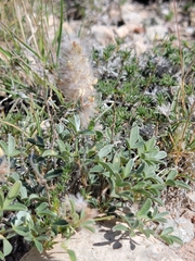 Dalea jamesii