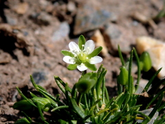 Sagina saginoides