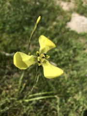 Moraea bellendenii