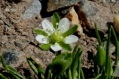 Sagina saginoides