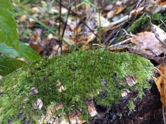 Herzogiella seligeri