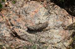 Papio ursinus ursinus