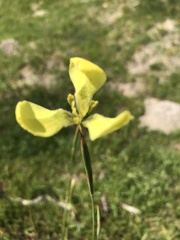 Moraea bellendenii