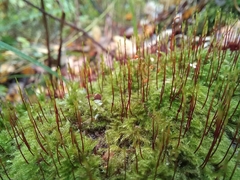 Herzogiella seligeri