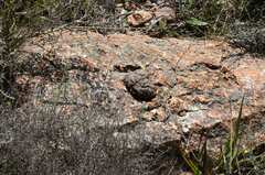 Papio ursinus ursinus