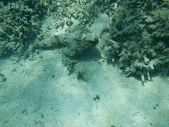 Ogcocephalidae