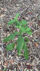 Verbesina virginica