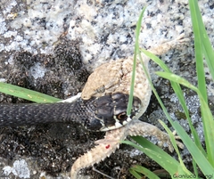 Hierophis viridiflavus carbonarius