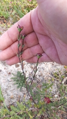 Lampranthus spiniformis