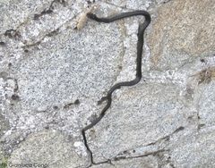 Hierophis viridiflavus carbonarius