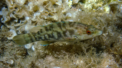 Photo of Brown wrasse (Labrus merula)