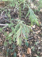 Artemisia vulgaris