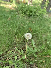 Taraxacum erythrospermum