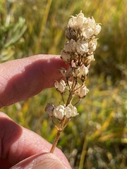 Triantha occidentalis