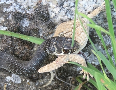 Hierophis viridiflavus carbonarius