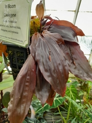Coelogyne incrassata