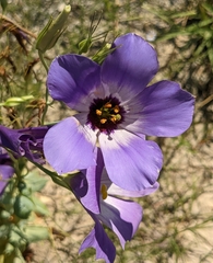 Eustoma russellianum