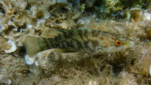 Photo of Brown wrasse (Labrus merula)