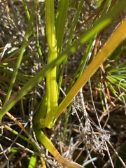 Triantha occidentalis