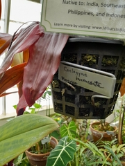 Coelogyne incrassata