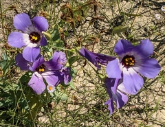 Eustoma russellianum