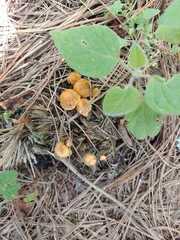 Kuehneromyces lignicola