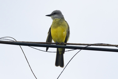 Tyrannus melancholicus