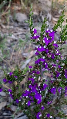 Muraltia macropetala