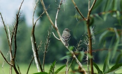 Empidonax minimus