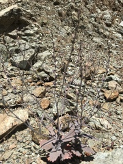 Streptanthus batrachopus