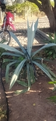 Agave tequilana