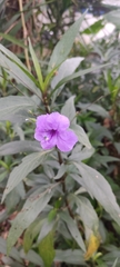 Ruellia
