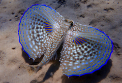 Dactylopterus volitans