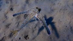 Dactylopterus volitans