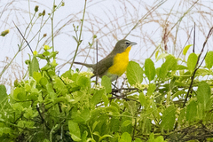 Icteria virens