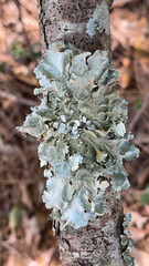 Parmotrema hypotropum