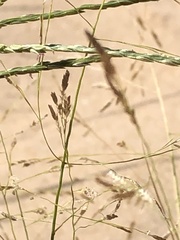 Eragrostis