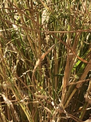Eragrostis