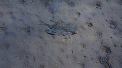 Dactylopterus volitans