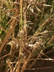 Eragrostis